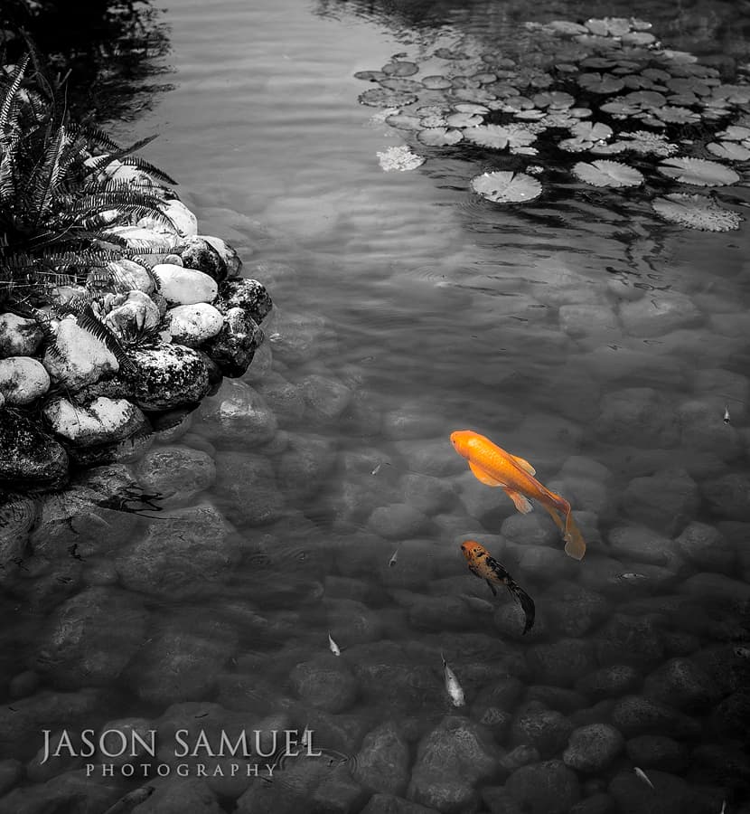 Koi fish wildlife photography