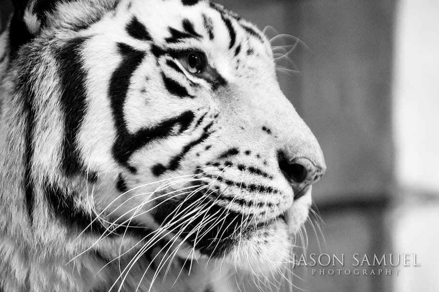 White tiger wildlife portrait